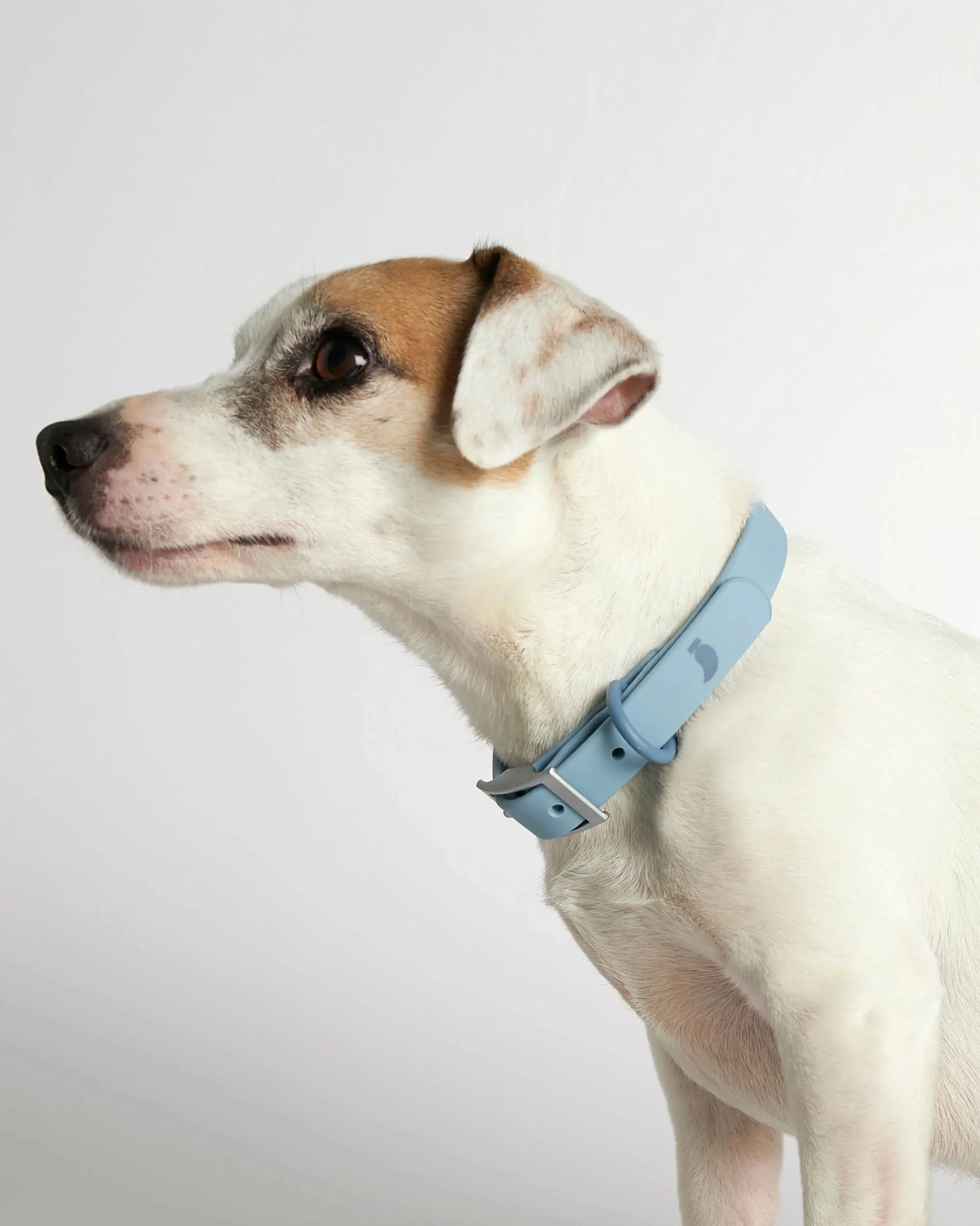 Rose blue dog collar